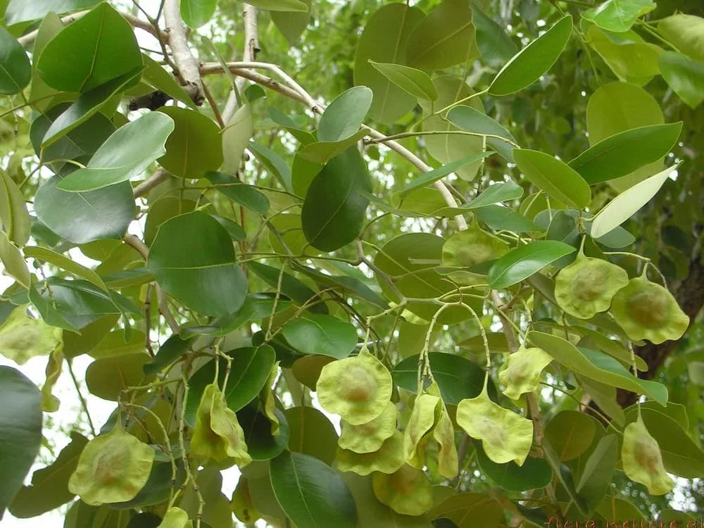 The winged fruits of the red sandal among leathery leaves