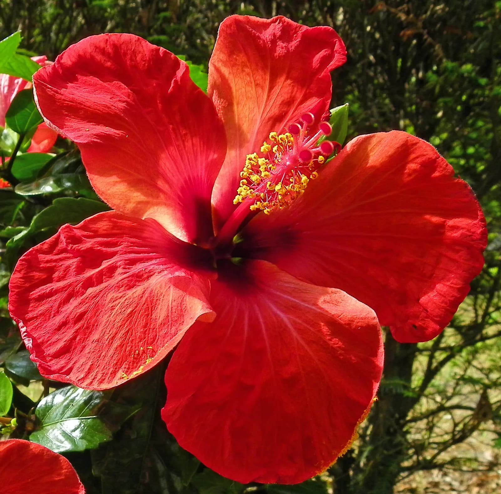 A scarlet java flower close up: five petals and a long column of stamens with the pistil at its tip