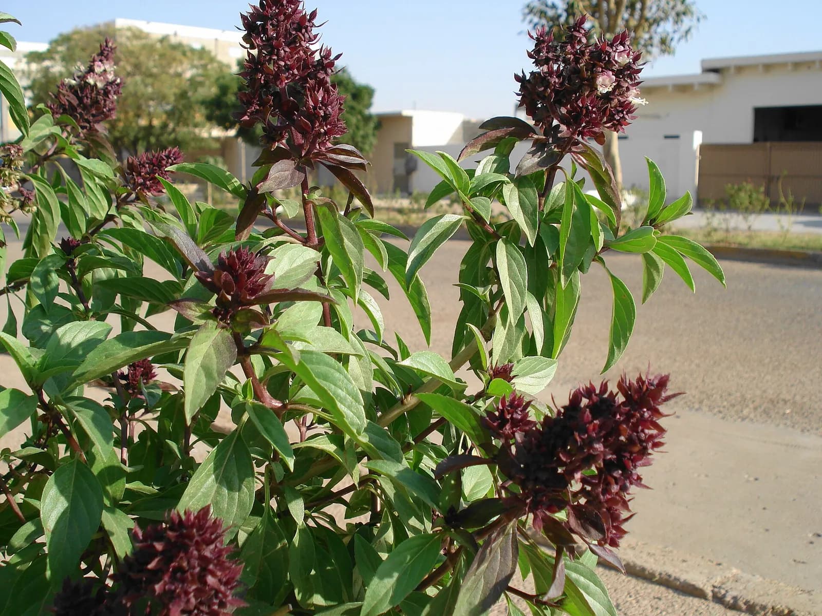 A bush of Tulasi with dark purple spikes and green leaves