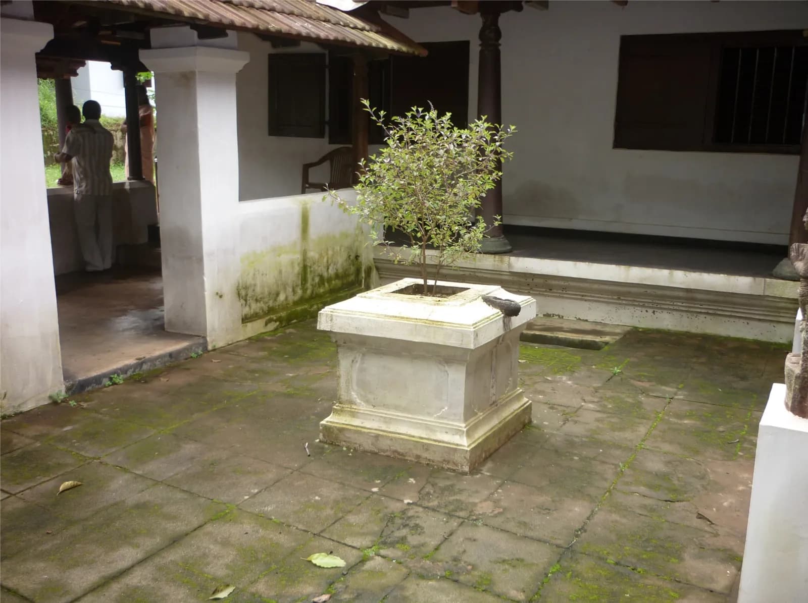 A bush of Tulasi growing on a stone altar in the middle of a house courtyard