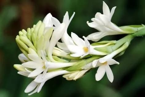 A rajnigandha spike: waxy white flowers and buds