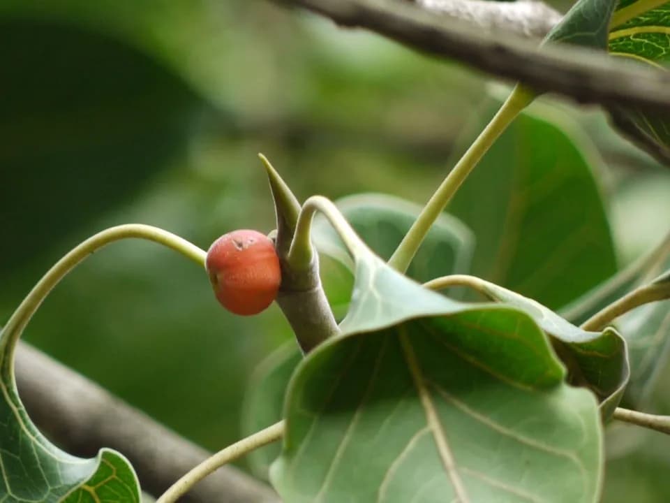 A leaf of the Krishna fig (Ficus krishnae) with the characteristic pocket-cup folded at its base