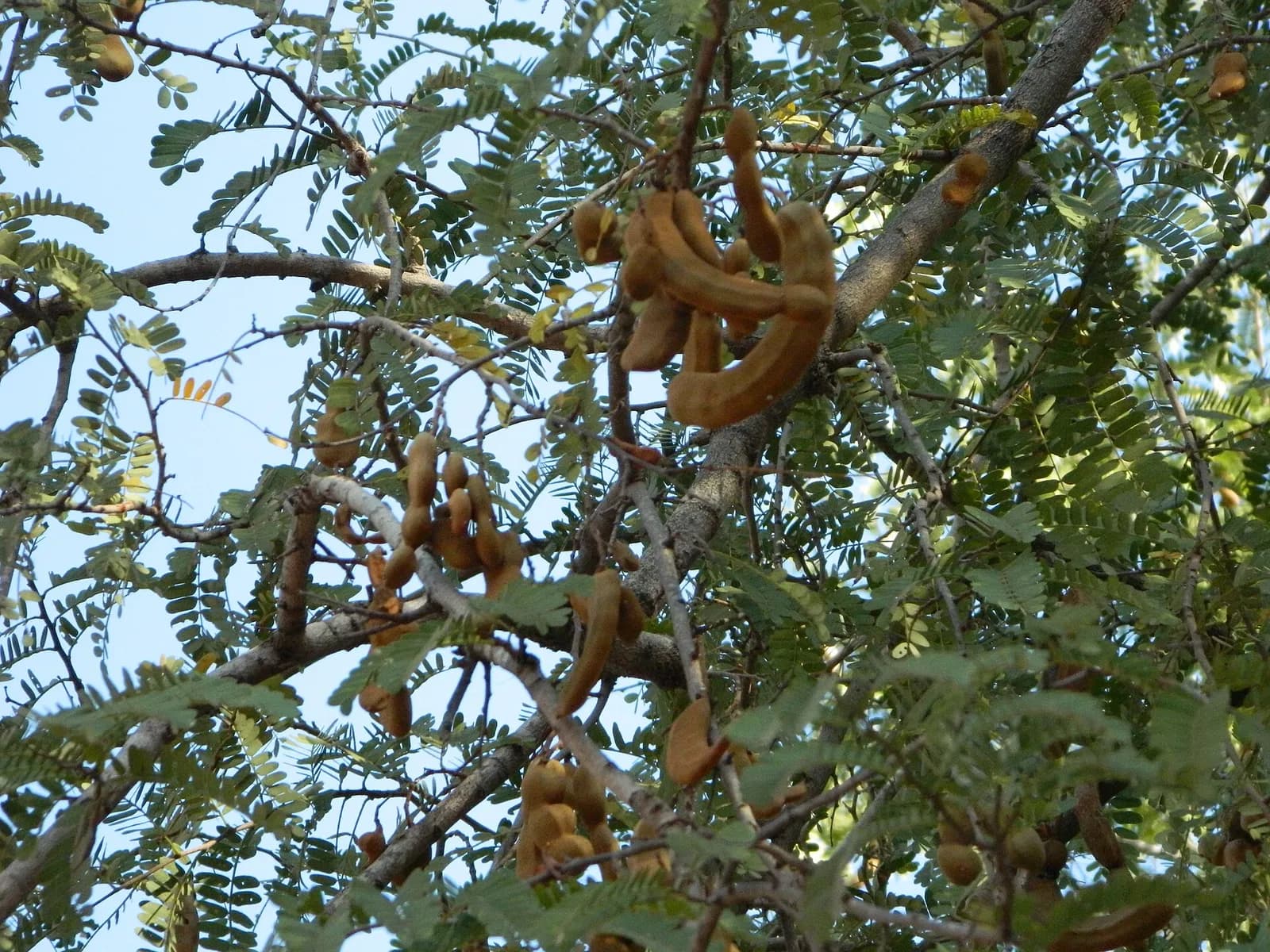 Branches of a tamarind: feathery fern-like foliage and hanging curved pods the colour of cinnamon
