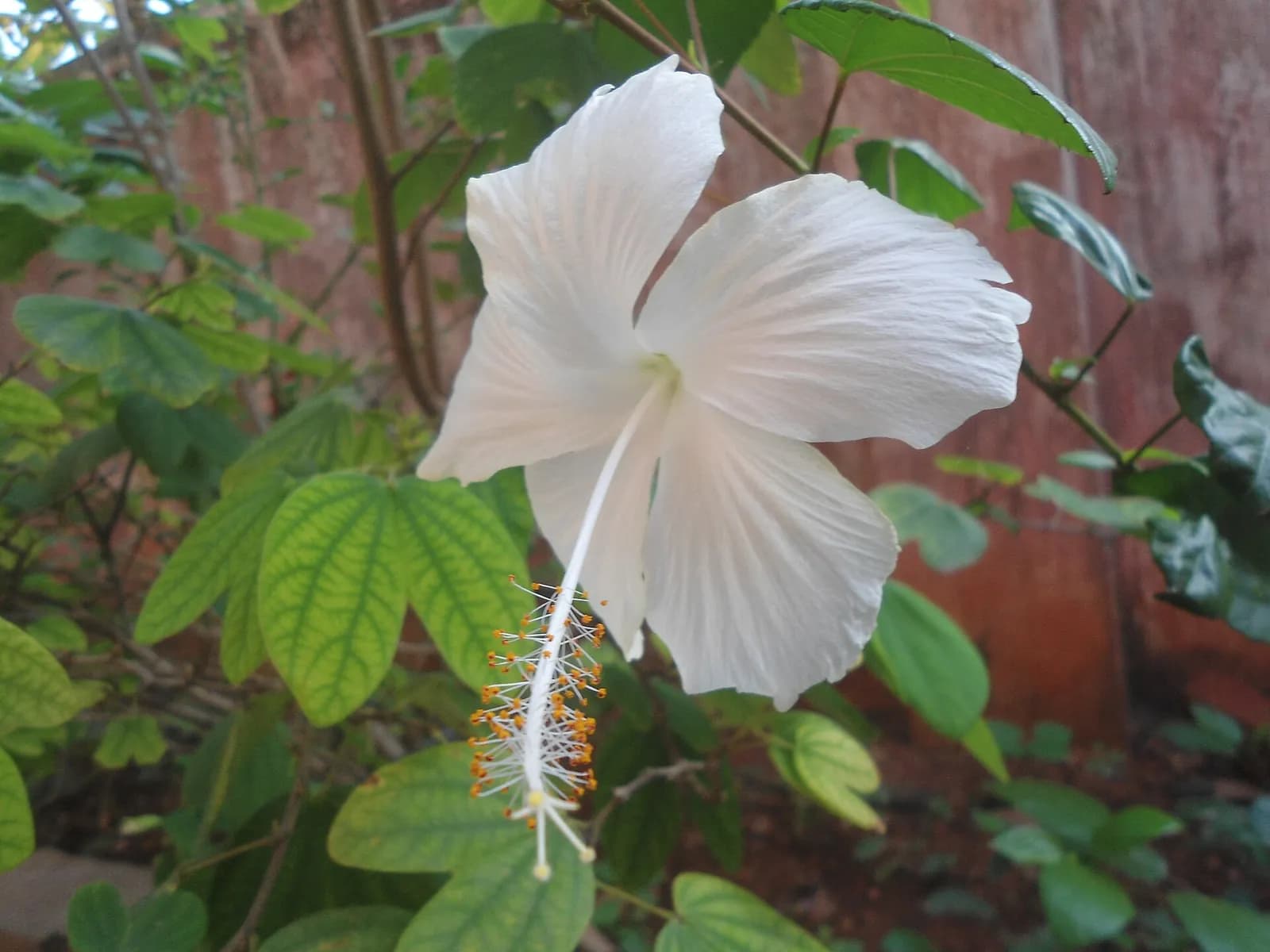 A white java flower on the bush, with its long protruding column