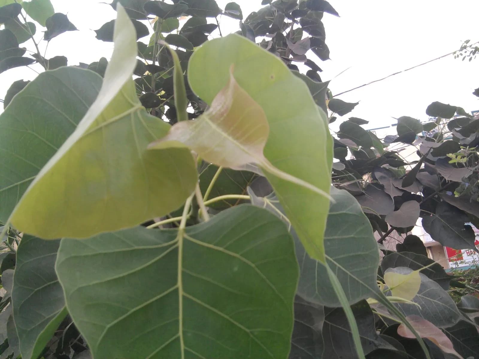 Молодые листья пипала на длинных гибких черешках, один лист ещё медно-розовый
