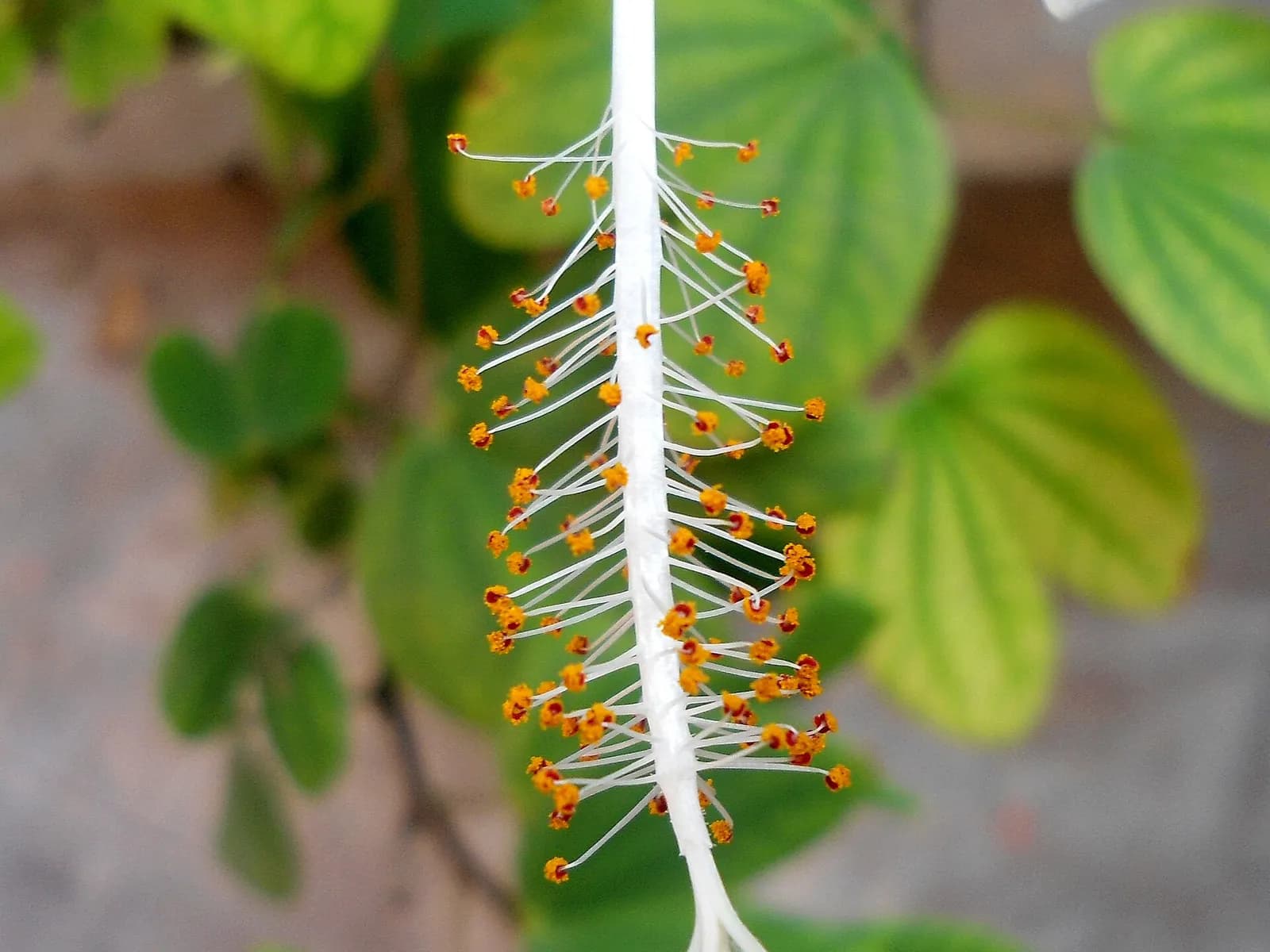 The column of java close up: anthers along its whole length and five stigmas at the tip
