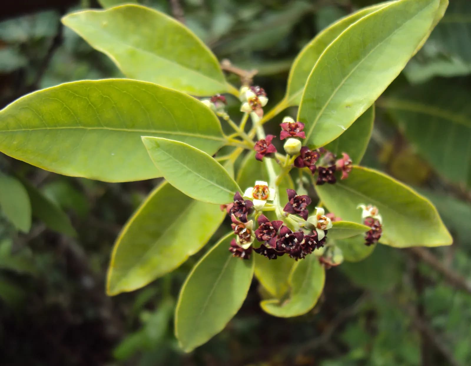 A branch of white sandalwood: thin paired leaves and a panicle of small flowers – some yellowish, some already red-brown