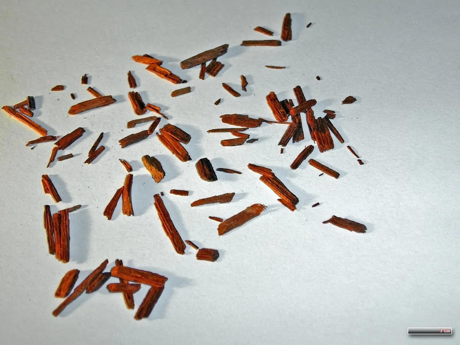 Chips of red sandal: dark red, dense wood fibres