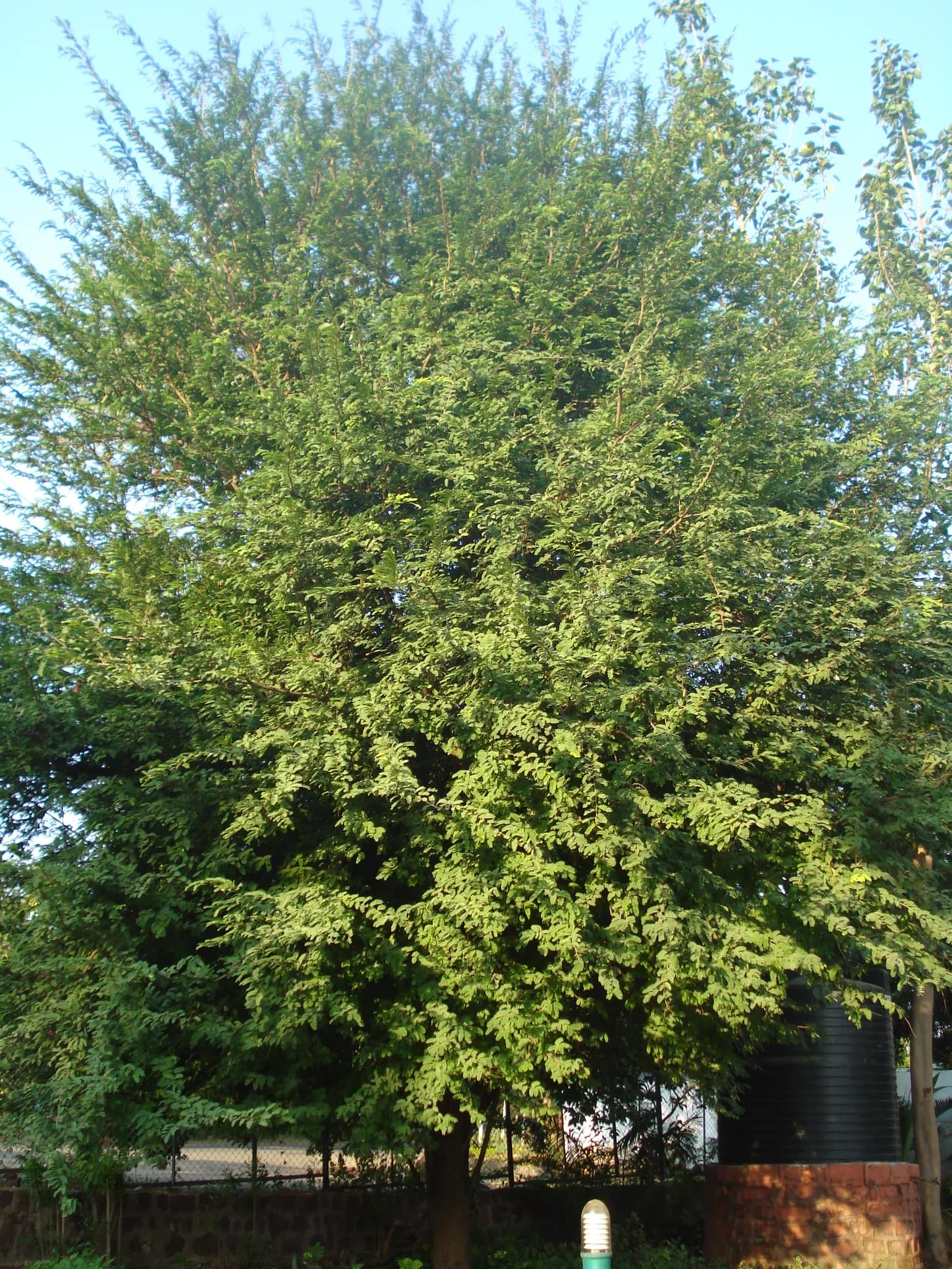 A whole tamarind tree: a short trunk and a dense dome-shaped crown