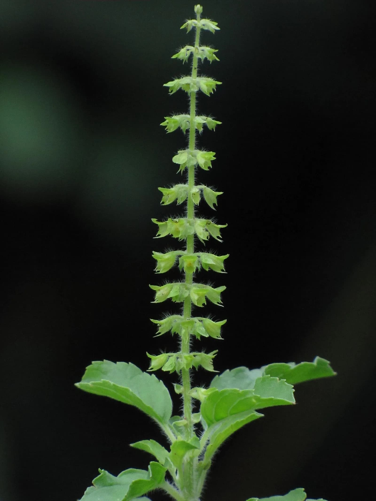 A flowering spike of Tulasi against a dark background: the small flowers sit in rings, one ring above another