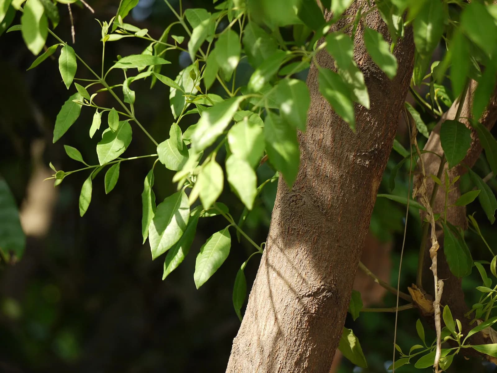 The trunk of a sandalwood tree with brown fissured bark and thin leafy branches