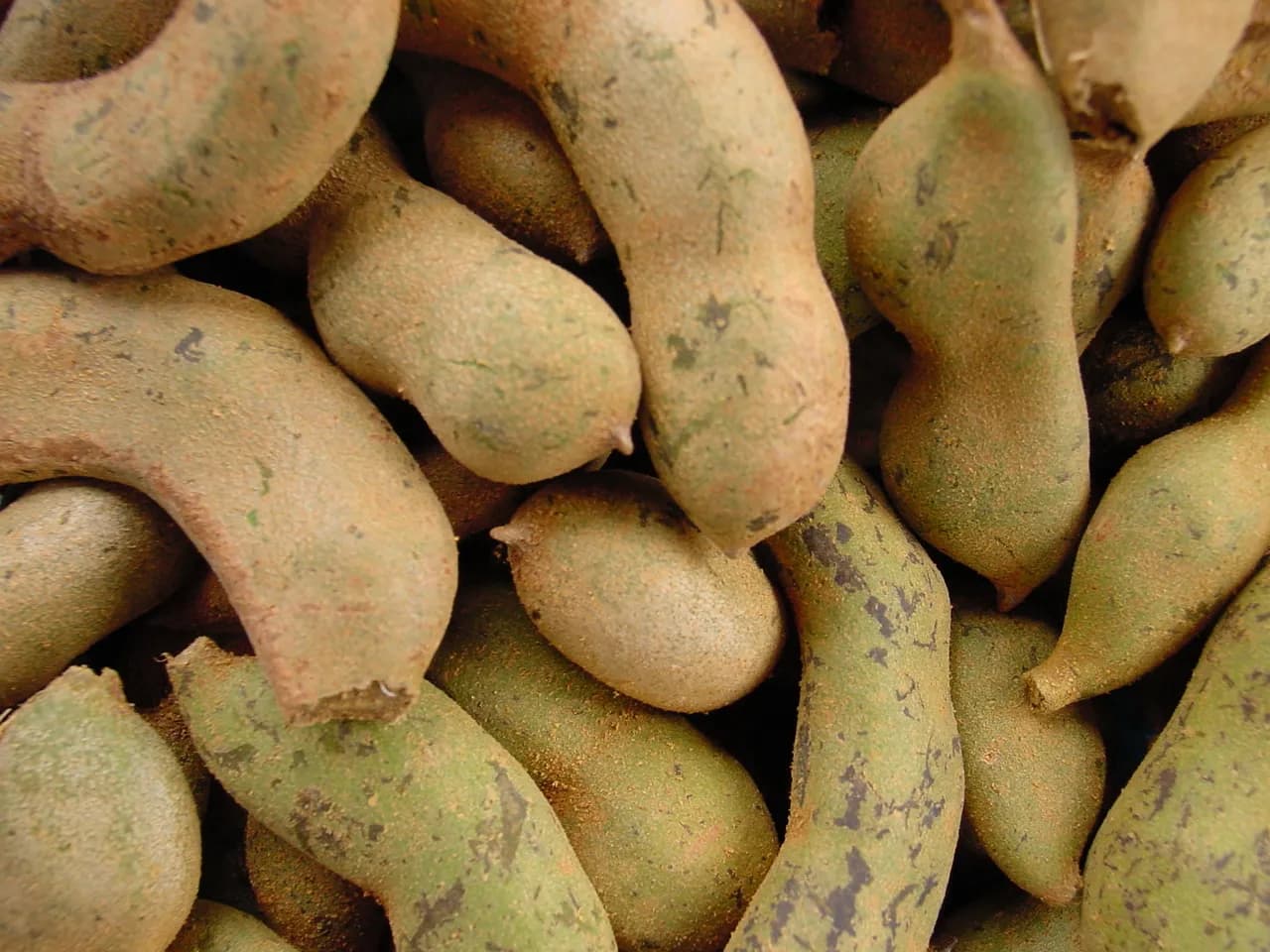 A close-up heap of tamarind pods: velvety skin with constrictions between the seeds