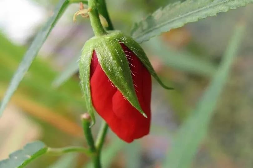Алый бутон бандхуки, ещё зажатый зелёной чашечкой