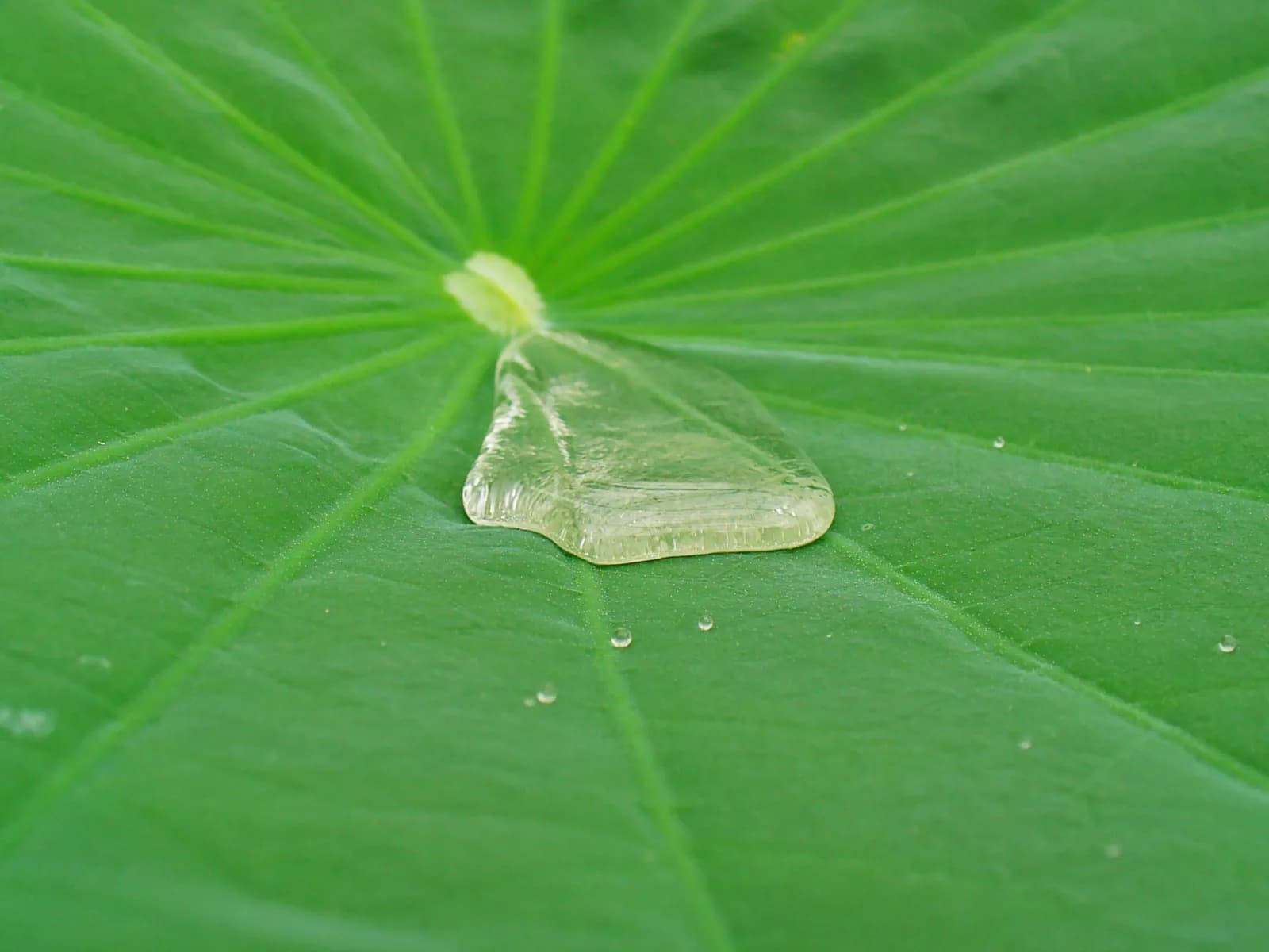 A drop of water that has rolled into the middle of a lotus leaf with its radiating veins