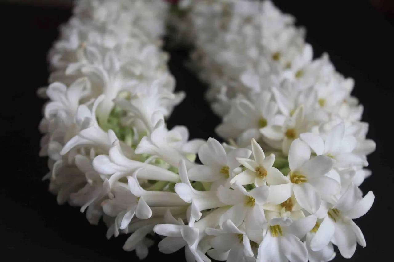 Garlands of white tuberoses prepared as an offering to the Deities