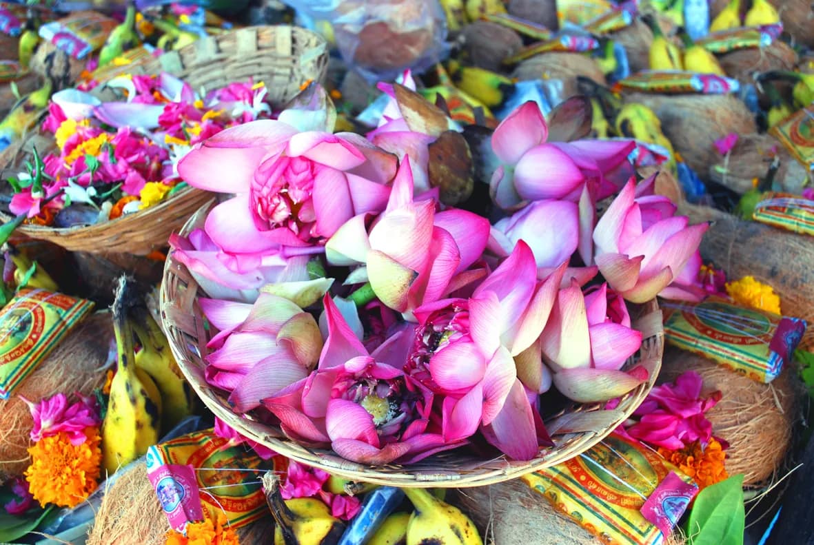 Pink lotuses prepared for offering, on a dish among other flowers