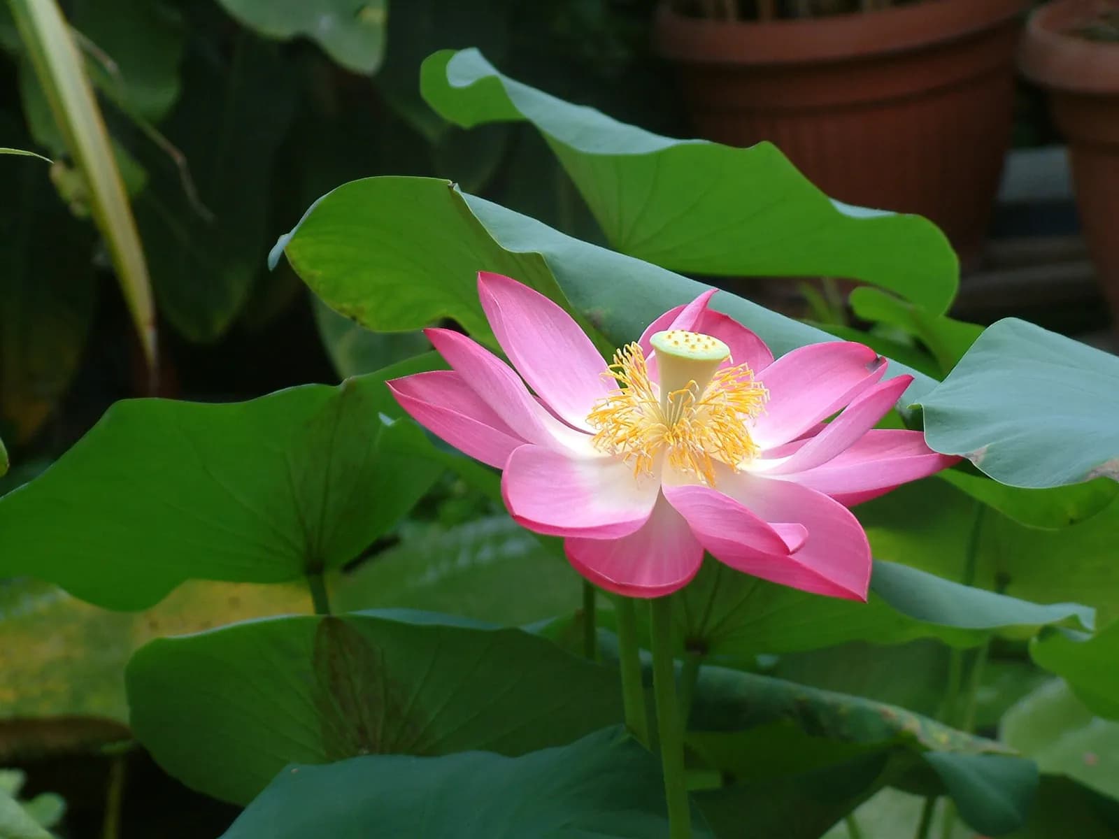 A pink lotus flower on its stalk, raised above the round leaves