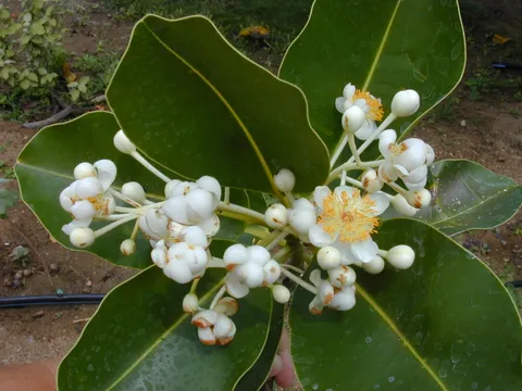 पुन्नाग