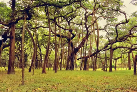 वट (बरगद)