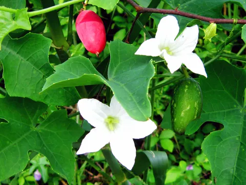 बिम्बा