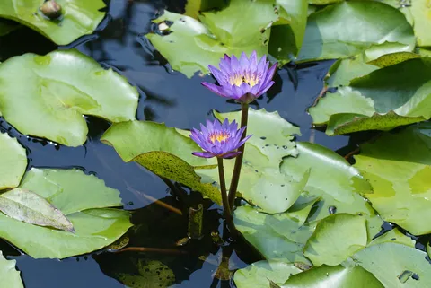 नीलकमल (कुमुदिनी)