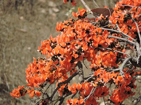 पलाश (किंशुक)