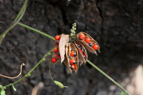 Gunja